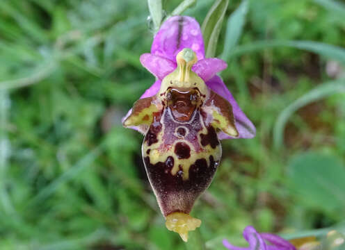 Слика од Ophrys scolopax subsp. heldreichii (Schltr.) E. Nelson