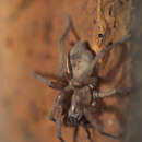 Image of Ground spider