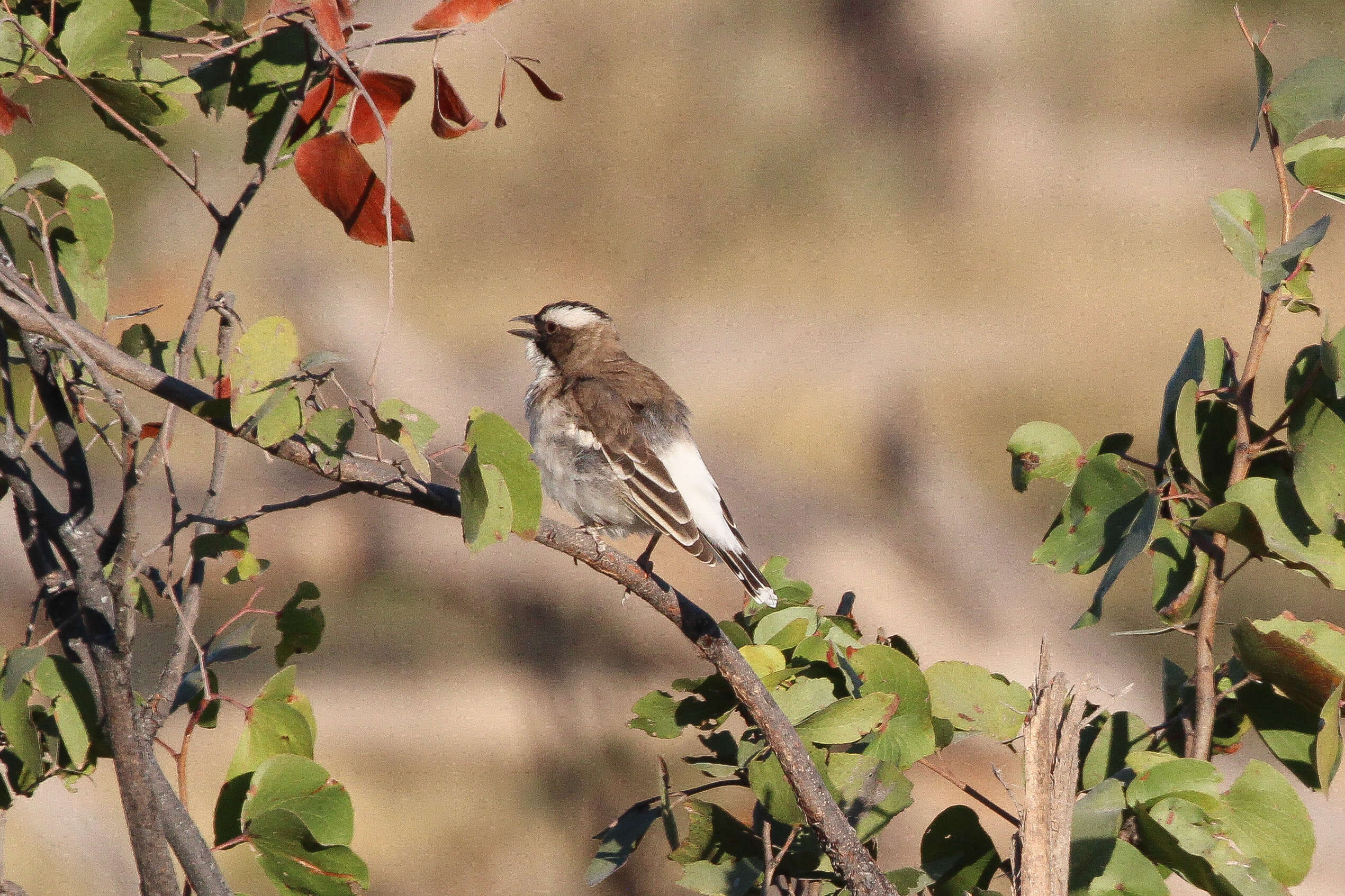 Image of sparrow-weaver