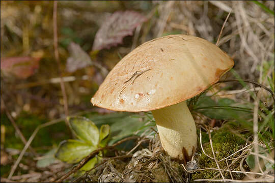 Image of Suillus bovinus (L.) Roussel 1796