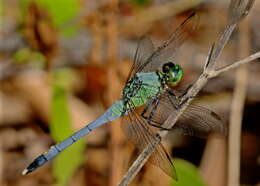 Image of Eastern Pondhawk