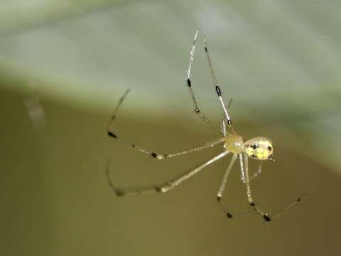 Image of Theridion spinigerum Rainbow 1916