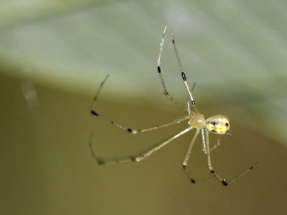 Image of Theridion