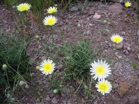 Image de Malacothrix californica DC.