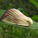 Image of Thurberia Bollworm