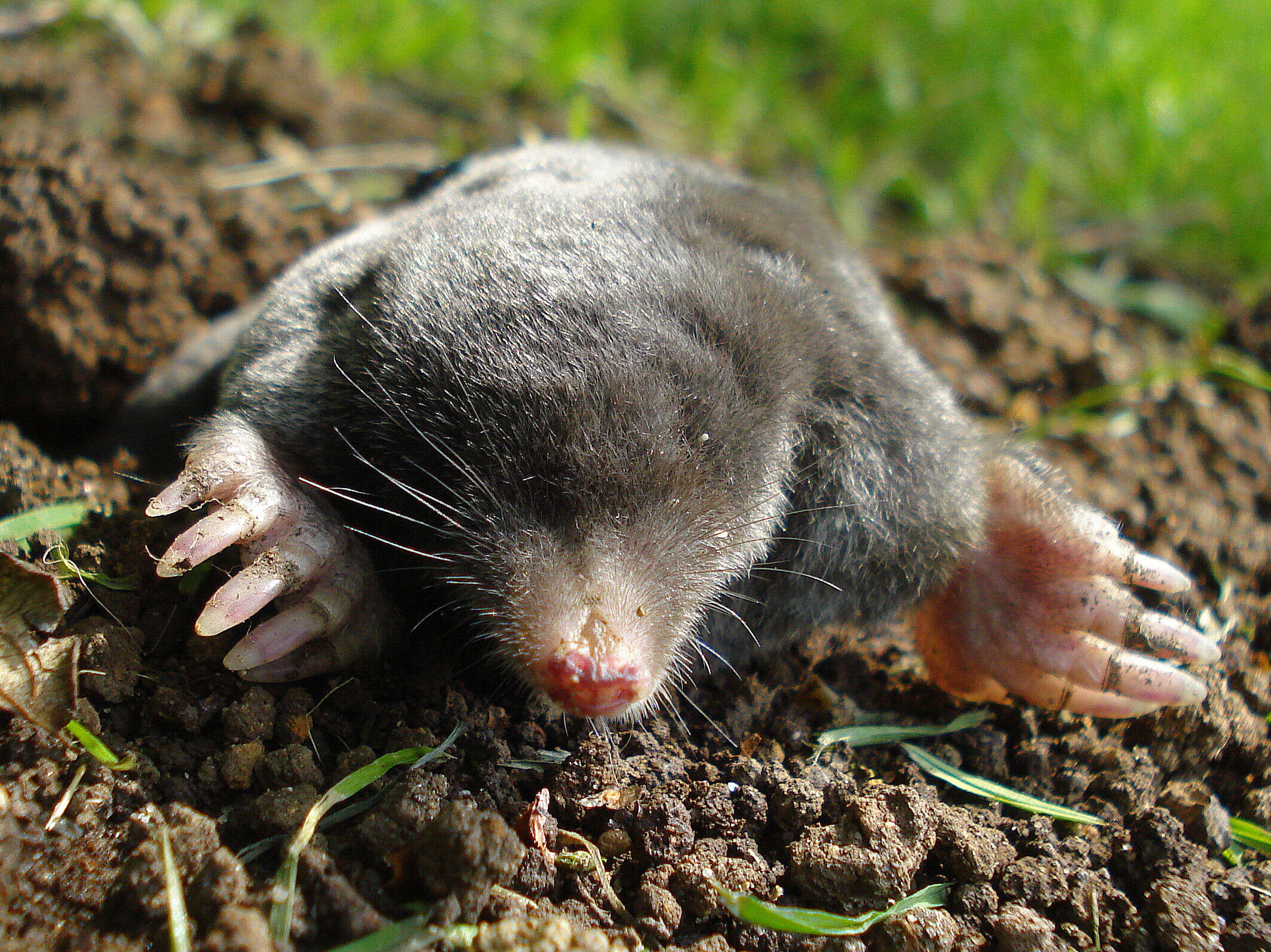 Image of desmans, moles, and relatives