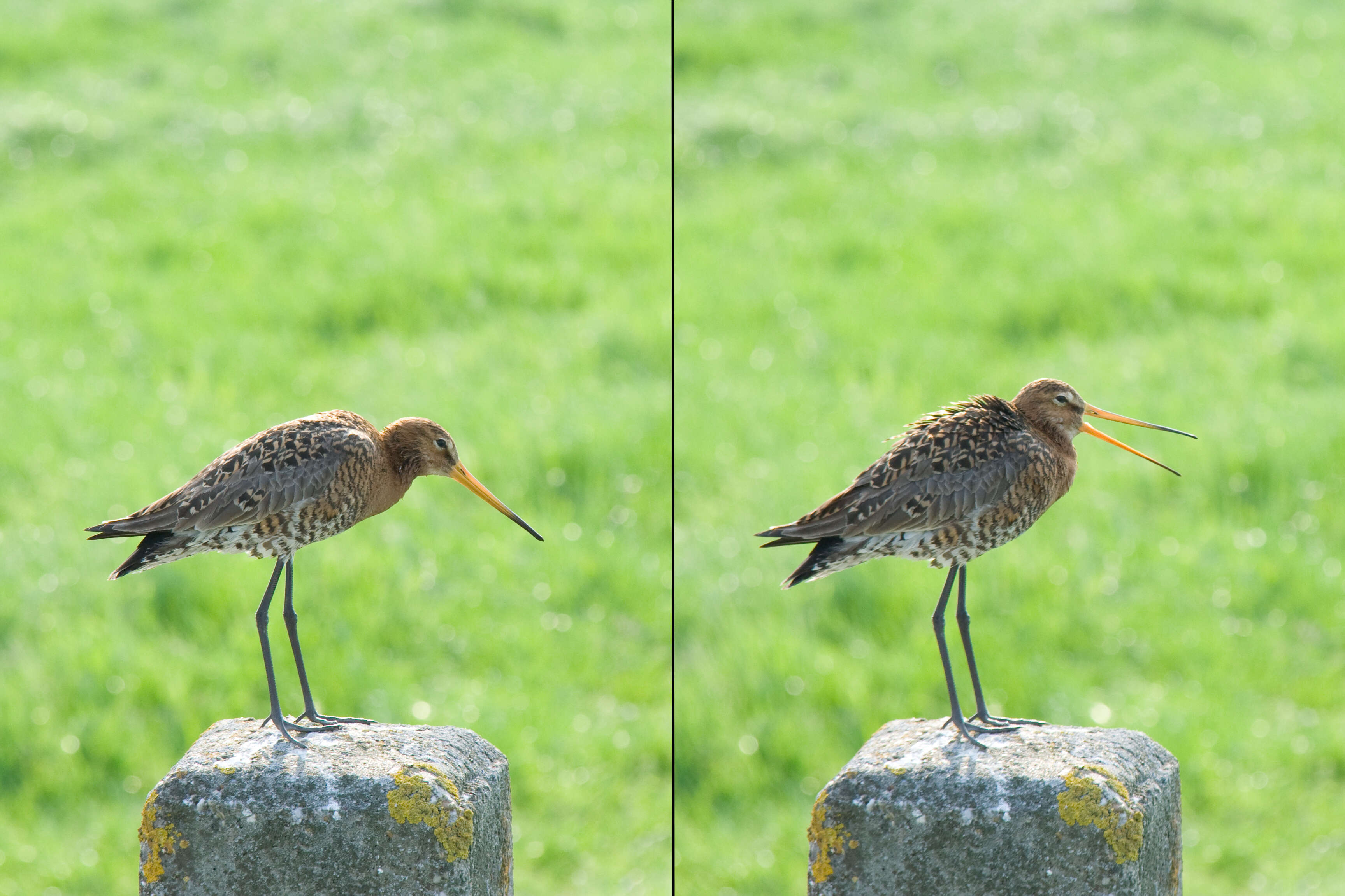 Image of Limosa limosa limosa (Linnaeus 1758)