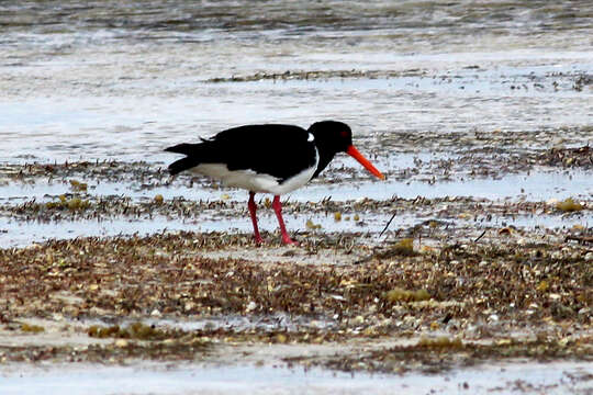 Image of Australian Pied Oystercatcher