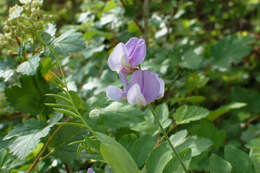 Image of fewflower pea