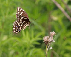 Image of Papilio