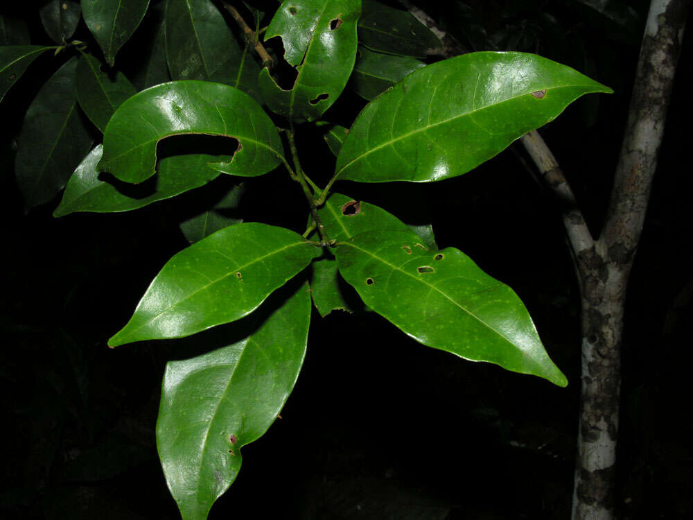 Plancia ëd Meliosma grandiflora Morton ex A. H. Gentry