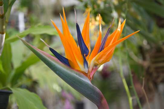 Image of Bird of paradise plant