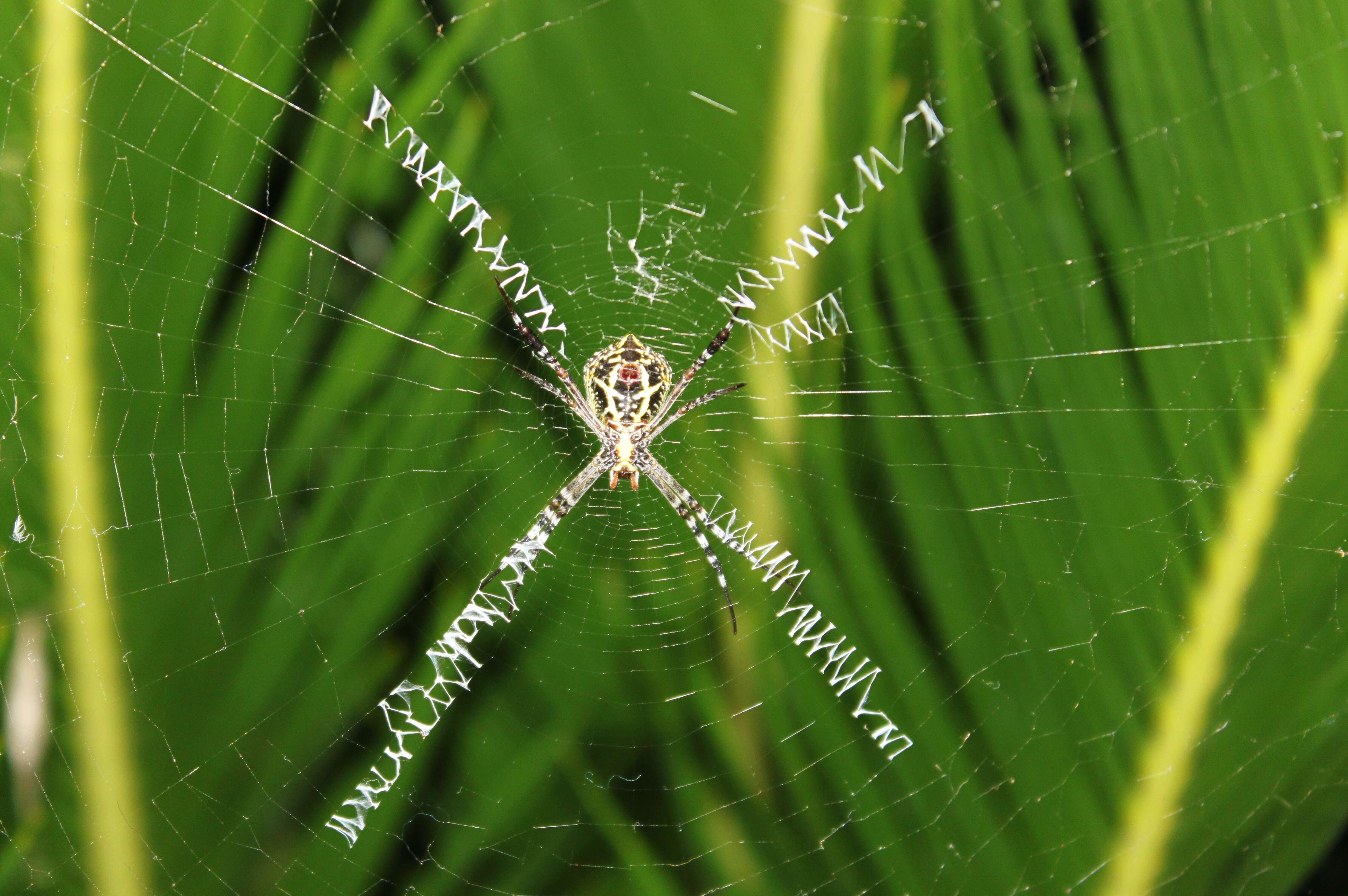 Image of Argiope catenulata (Doleschall 1859)