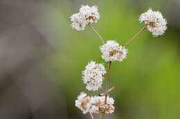 Image of seacliff buckwheat