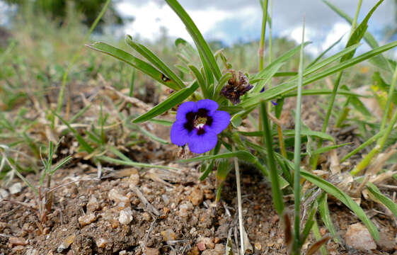 Image of Carpet flower