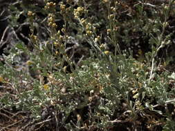 Image of timberline sagebrush