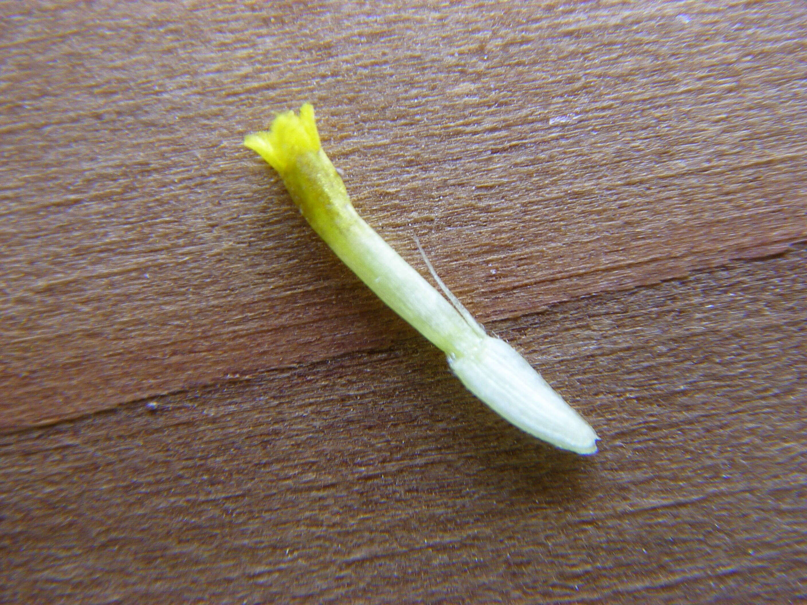 Image of zinnia