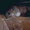 Image of Dormouse Tufted-tailed Rat