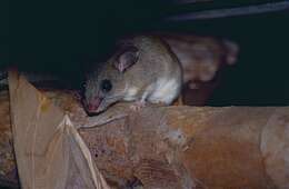 Image of tufted-tailed rat