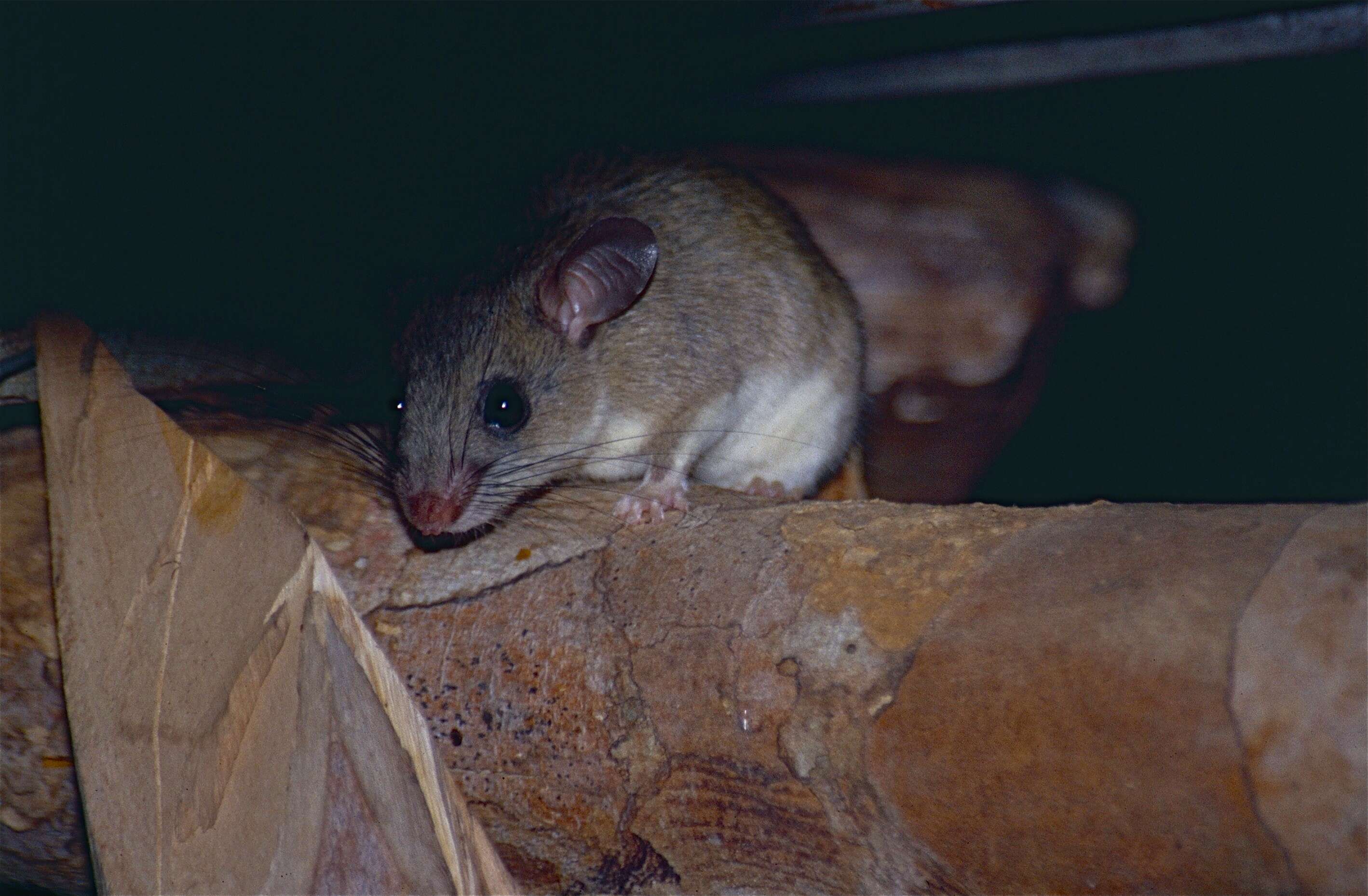Image of African and malagasy endemic rats and mice