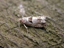 Image of Epinotia ramella Linnaeus 1758