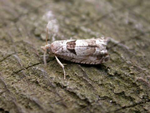 Image of Epinotia ramella Linnaeus 1758