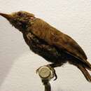 Image of Gabon Woodpecker