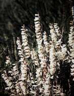 Image of Epacris