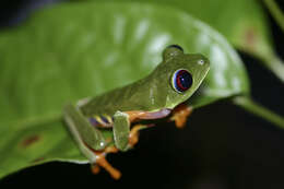 Image of Red-eyed Leaf frog