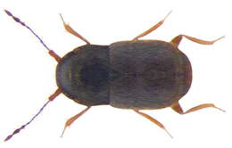 Image of featherwing beetles