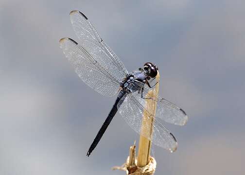 Libellula Linnaeus 1758 resmi