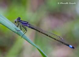 Image of Common Bluetail