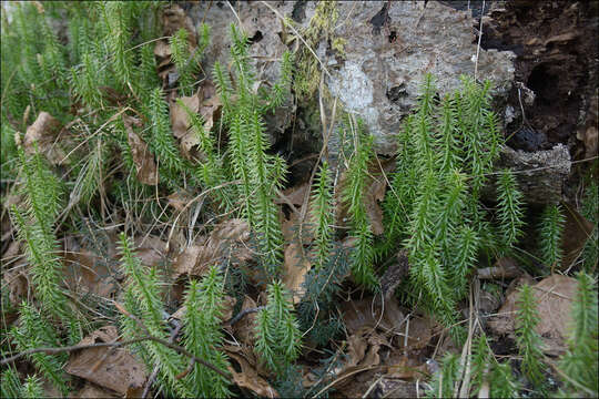 Image of interrupted clubmoss