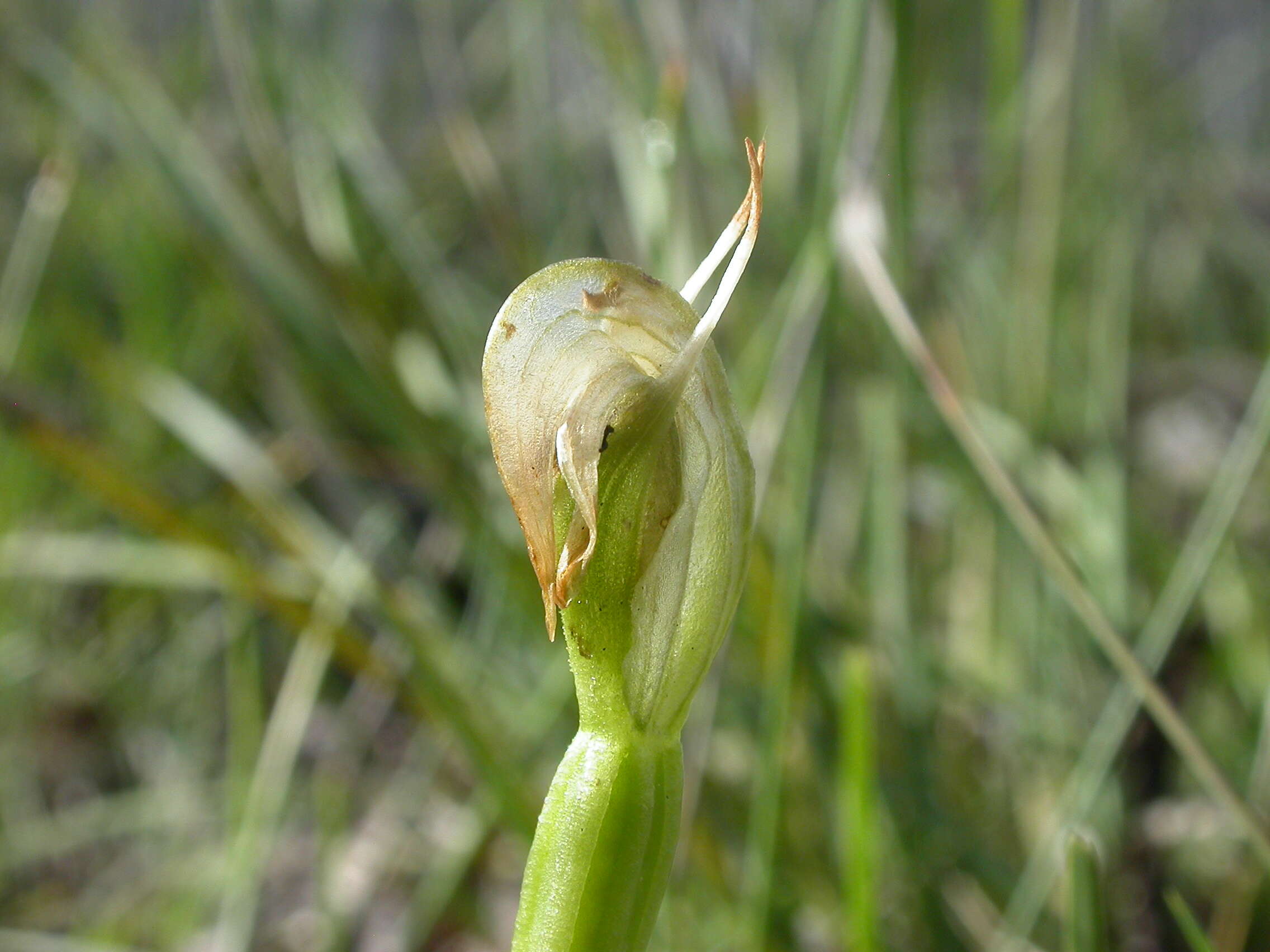 Image of Nodding greenhood