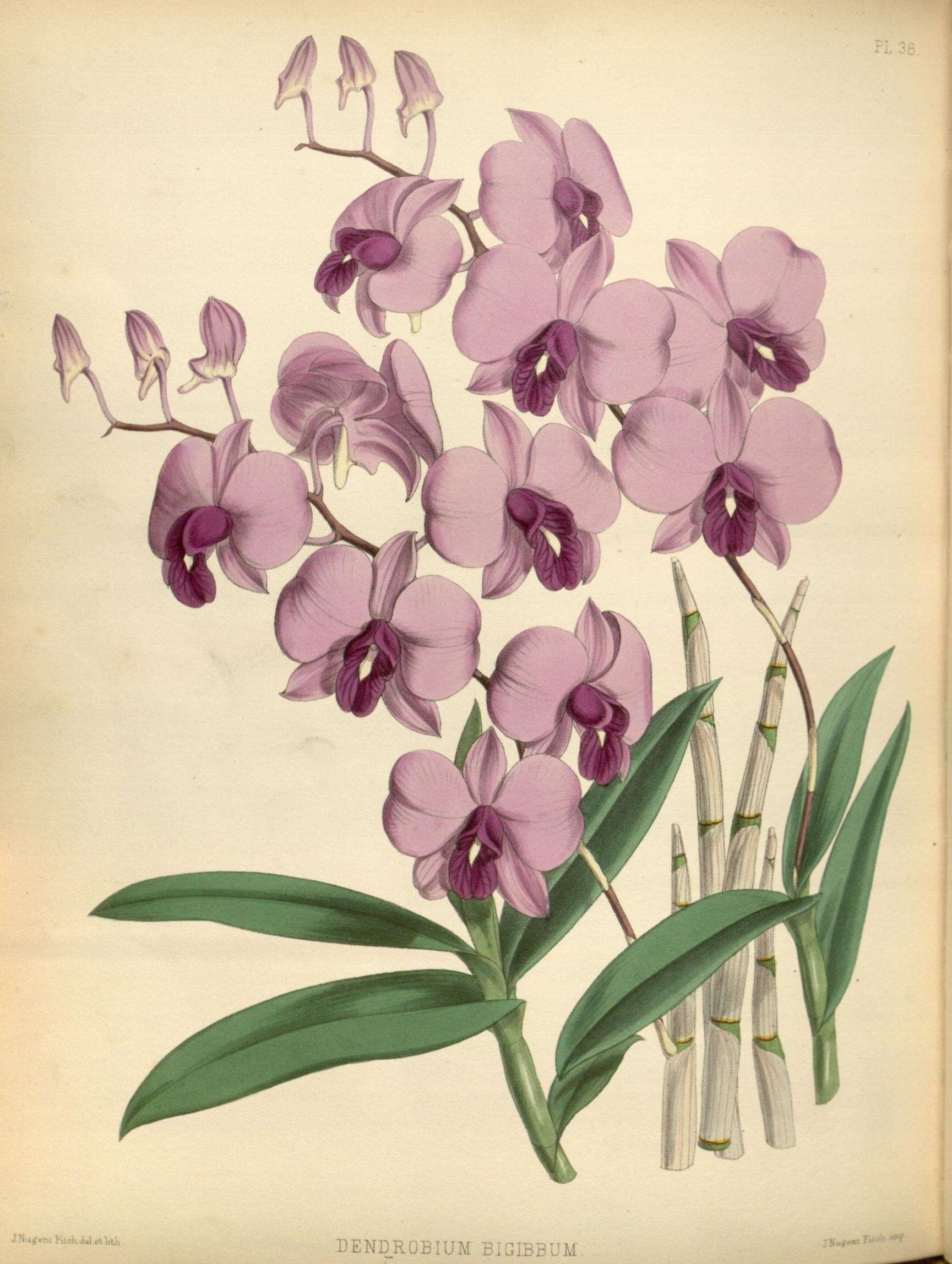 Image of Cooktown orchid