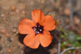 Image of Drosera sewelliae Diels