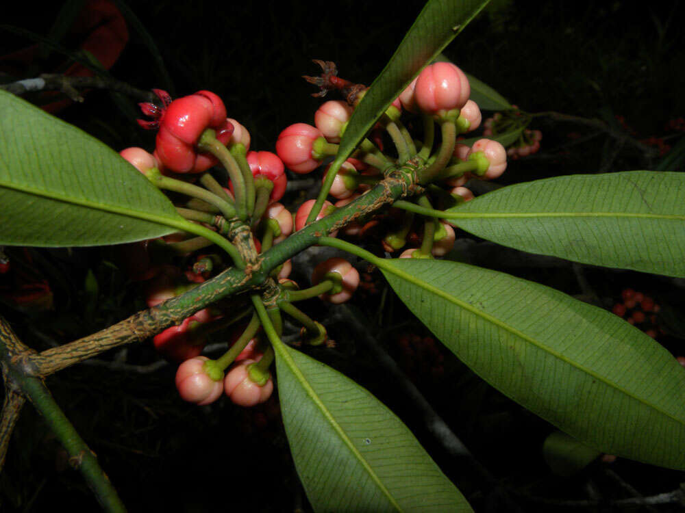 Слика од Symphonia globulifera L. fil.