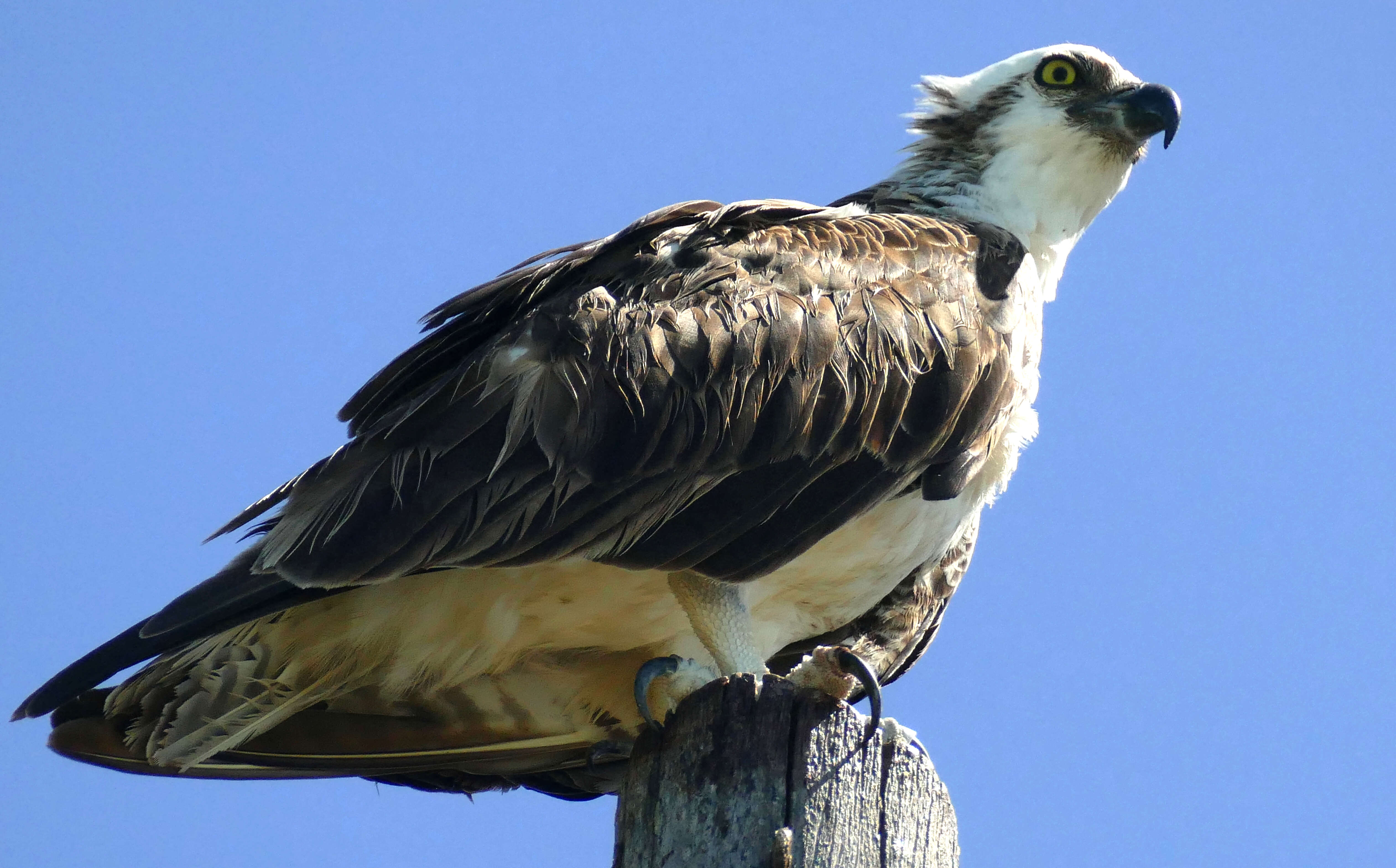 Image of Pandion haliaetus ridgwayi Maynard 1887