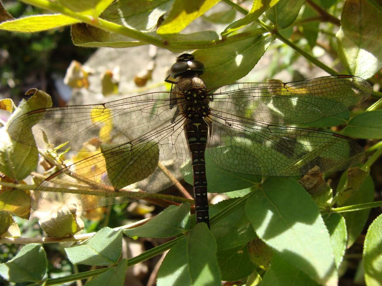 Image of hawker dragonfly