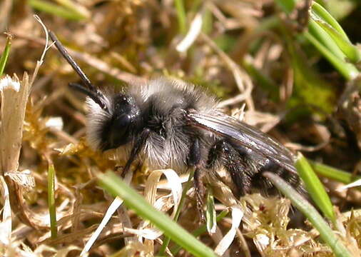 Andrena cineraria (Linnaeus 1758)的圖片