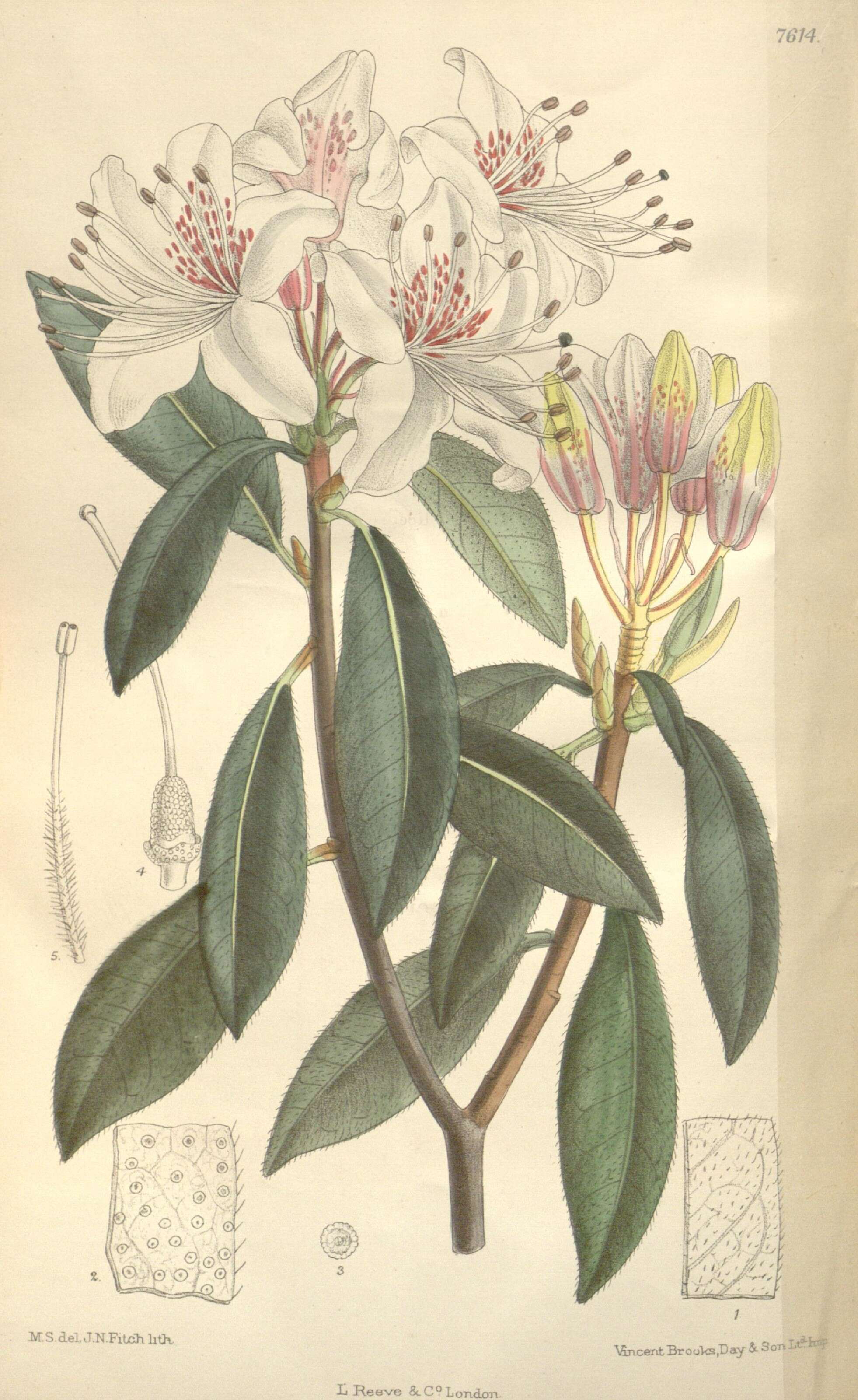Image of Rhododendron yunnanense Franch.