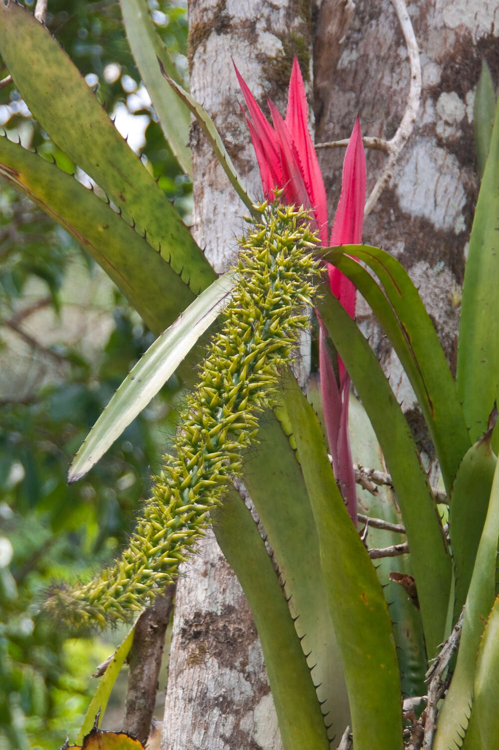 Imagem de Aechmea setigera Mart. ex Schult. & Schult. fil.