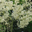 Image of Begonia parviflora Poepp. & Endl.