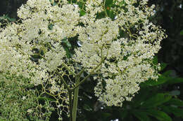 Image of Begonia parviflora Poepp. & Endl.