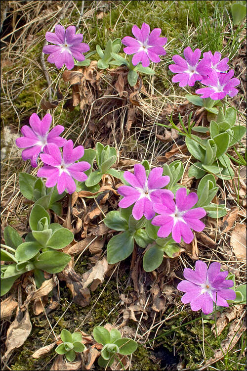 Image of Primula kitaibeliana Schott