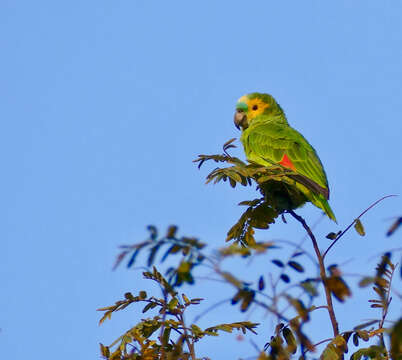 Image of Blue-fronted Amazon