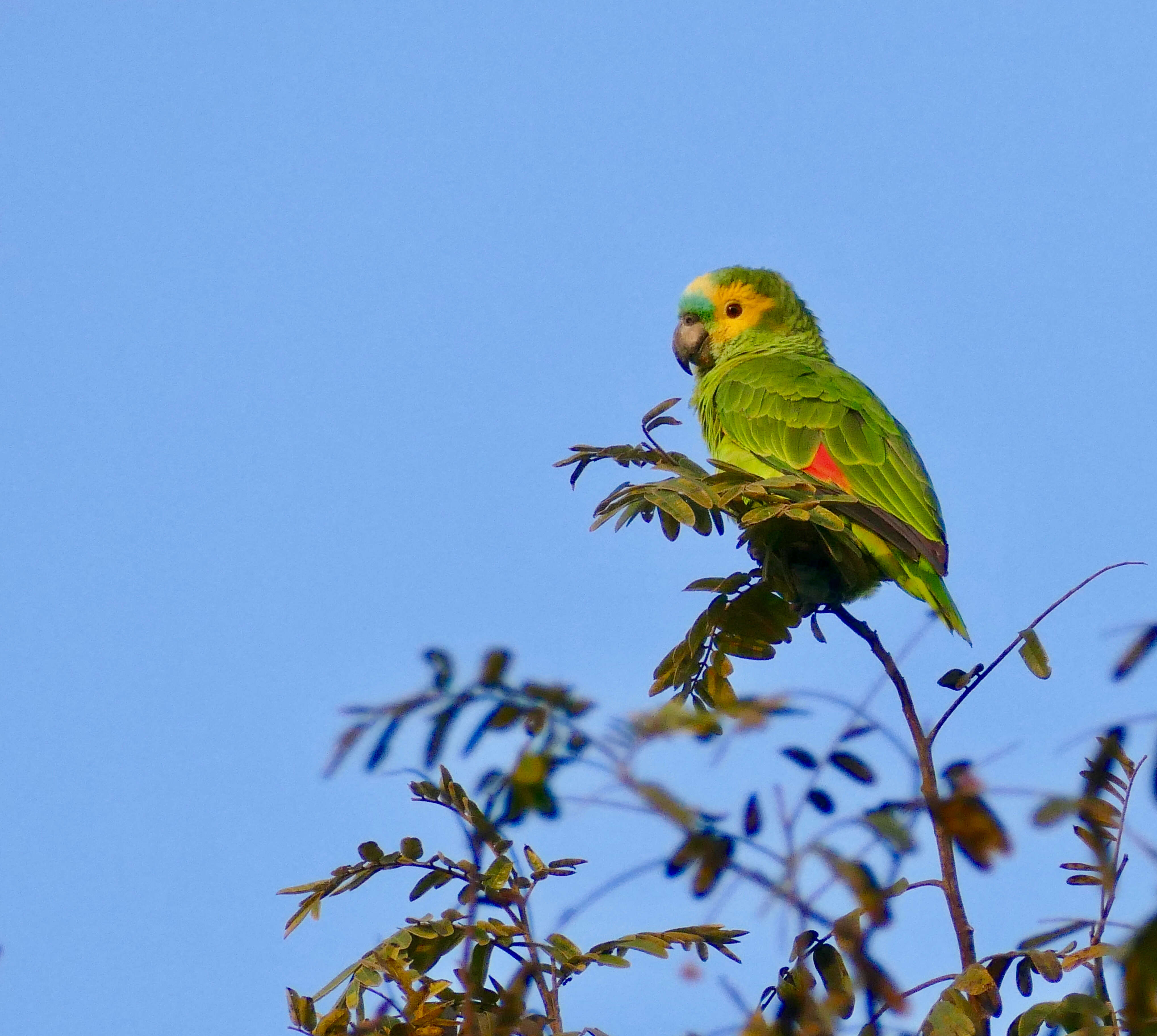 Image of Amazon parrots