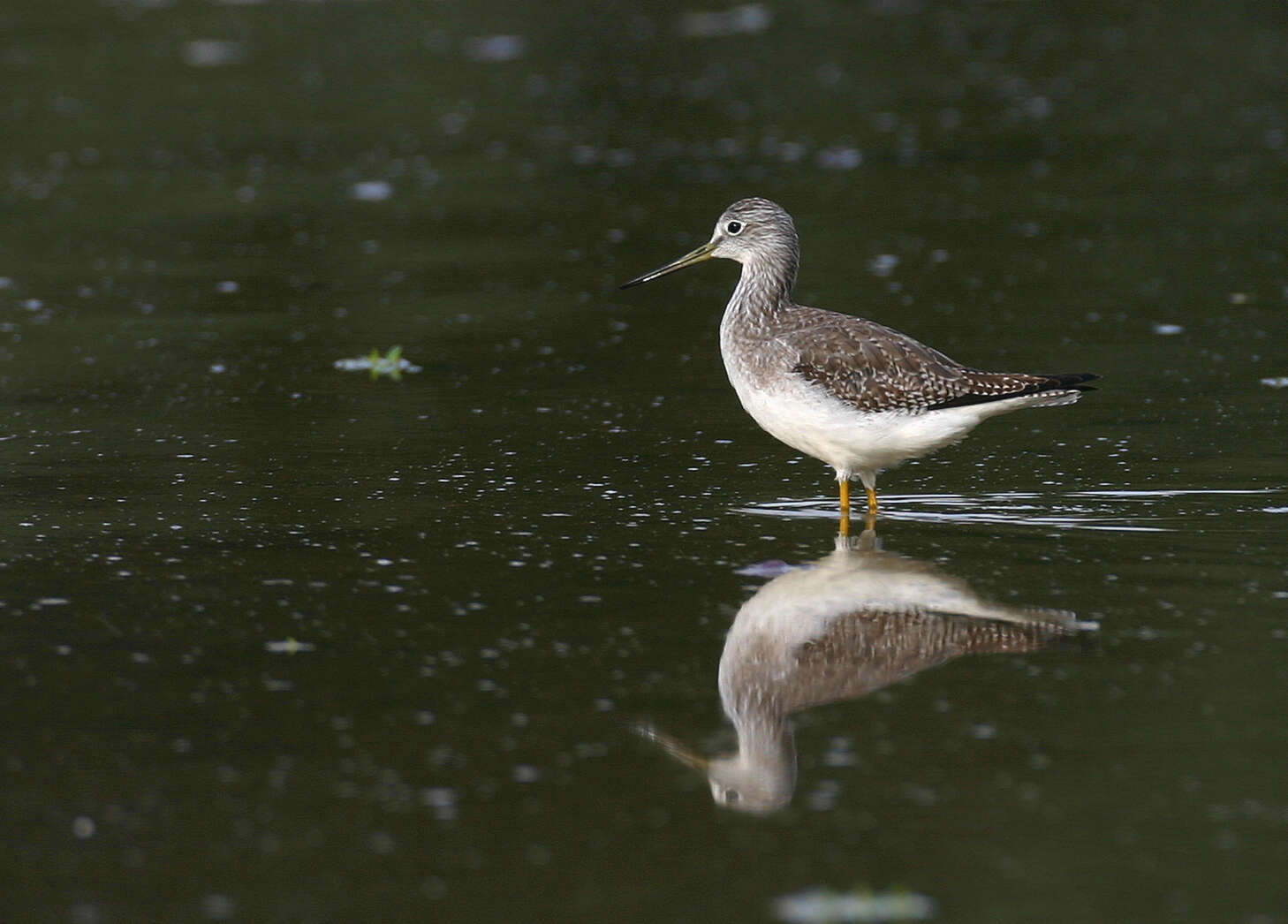 Image of Greater Yellowlegs