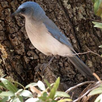 Image of Transvolcanic Jay