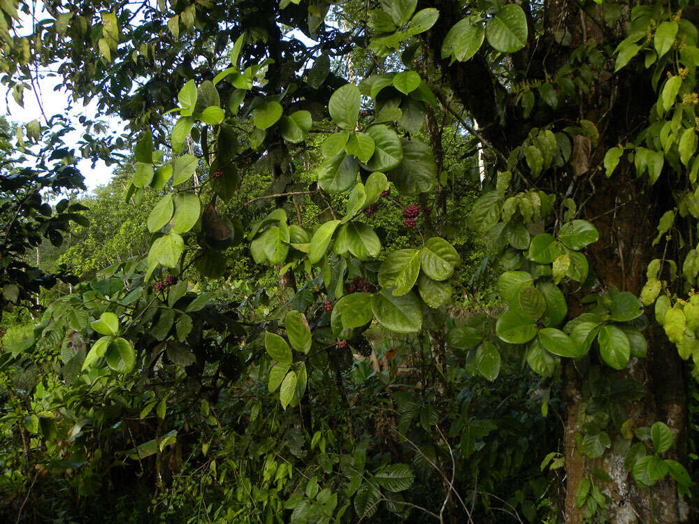 Image of Schlegelia parviflora (Oerst.) Monach.